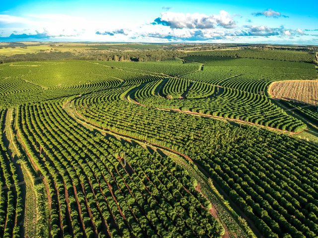 上空から見たブラジルの広大な農地