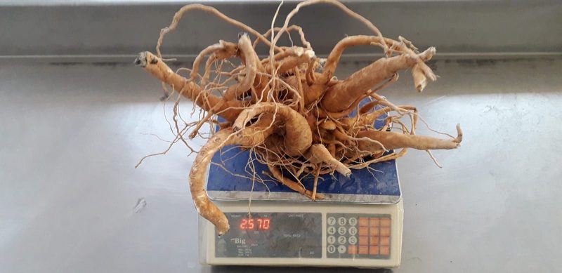 収穫したパフィアの根を秤で計量する様子